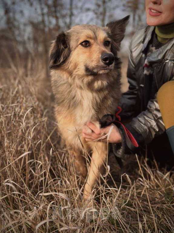 Собаки в Краснодаре: Спокойная собака ищет своего человека  Девочка, Бесплатно - фото 8