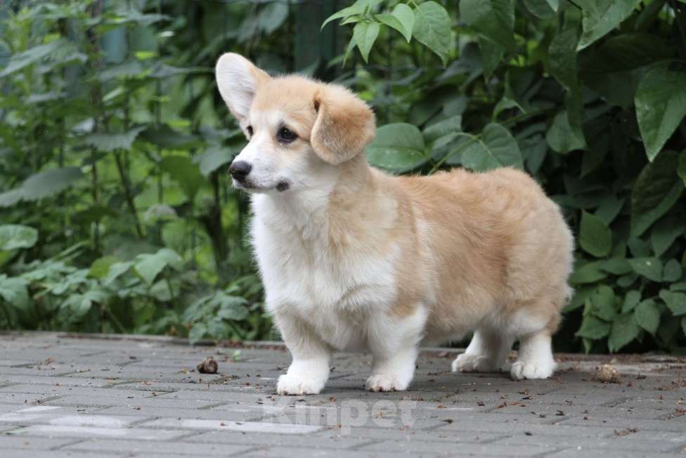 Собаки в Москве: Вельш корги пемброк Девочка, 40 000 руб. - фото 4