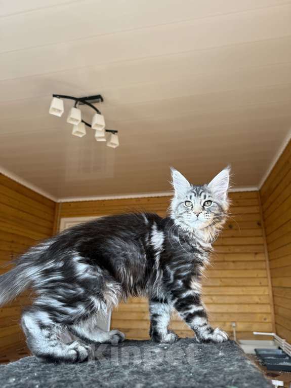 Кошки в Москве: Мейн-кун котенок Девочка, 60 000 руб. - фото 6