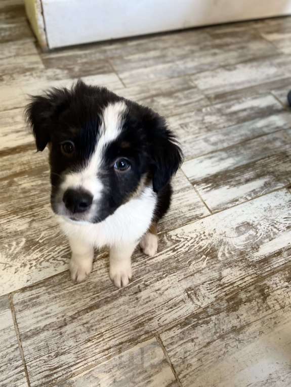 Собаки в других городах Московской области: Щенки Австралийской овчарки Девочка, 80 000 руб. - фото 1