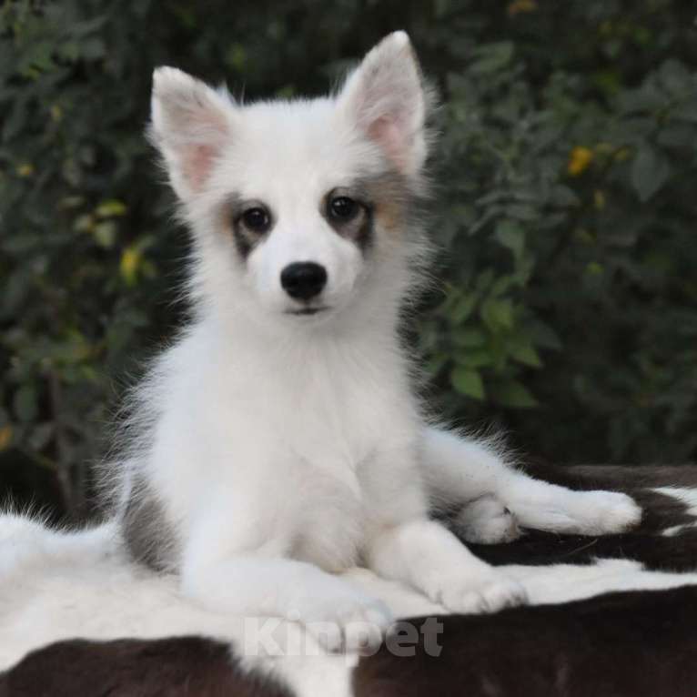 Собаки в Москве: Ненецкая оленегонная лайка. Сука Аврора. Девочка, 60 000 руб. - фото 2