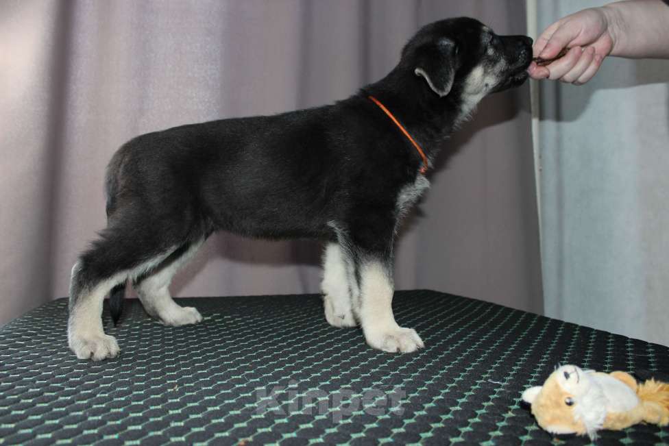 Собаки в Красноярске: Щенок ВЕО Нуар Леди Девочка, Бесплатно - фото 7