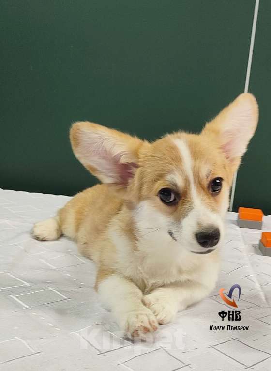 Собаки в Москве: Девочка вельш корги пемброк  Девочка, 50 000 руб. - фото 3