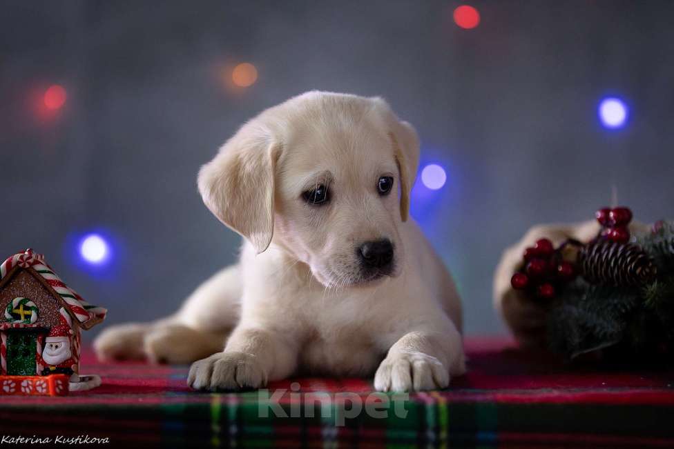 Собаки в Москве: Щенок лабрадора  Девочка, 80 000 руб. - фото 5