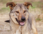 Собаки в Москве: Жизнерадостный пёс-компаньон Мальчик, Бесплатно - фото 9