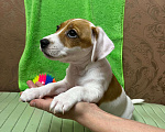 Собаки в других городах Крыма: Продам щенят Джек-Рассел-Терьер Девочка, 10 000 руб. - фото 5