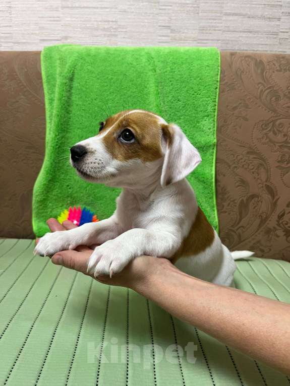 Собаки в других городах Крыма: Продам щенят Джек-Рассел-Терьер Девочка, 10 000 руб. - фото 5