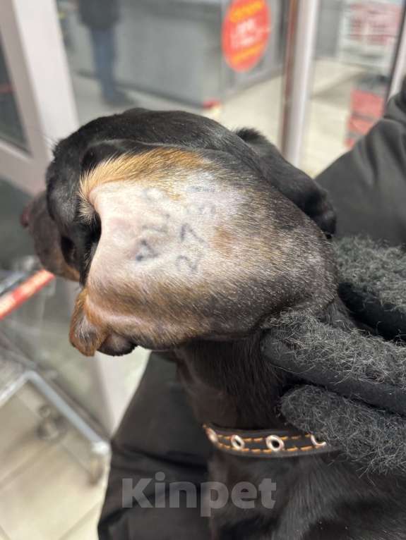 Собаки в Петушке: Найдена такса! Ищет дом!  Мальчик, Бесплатно - фото 2