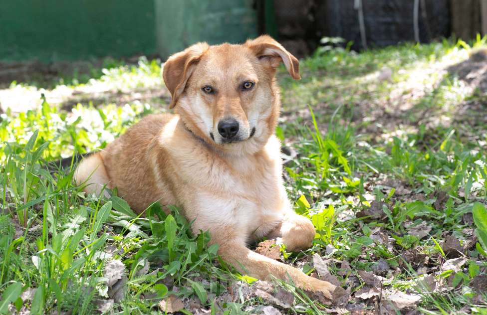 Собаки в Москве: Котопёс Итен станет верным другом, 2 года Мальчик, 1 руб. - фото 3
