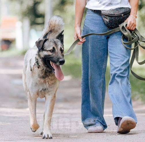 Собаки в Видном: Расстрелянный Филя ищет дом! Мальчик, Бесплатно - фото 6