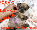 Собаки в Санкт-Петербурге: Большой выбор щенков чихуахуа из питомника РКФ Мальчик, 150 000 руб. - фото 5