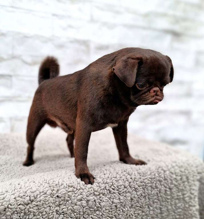 Собаки в Новосибирске: Пти-брабансон шоколад щенок Мальчик, 50 000 руб. - фото 7