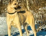 Собаки в Москве: В добрые руки  Девочка, Бесплатно - фото 3