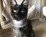 Кошки в Санкт-Петербурге: Котенок мейн-кун черный дым Almaz Diesel Power Мальчик, 80 000 руб. - фото 6