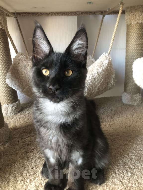 Кошки в Санкт-Петербурге: Котенок мейн-кун черный дым Almaz Diesel Power Мальчик, 80 000 руб. - фото 6