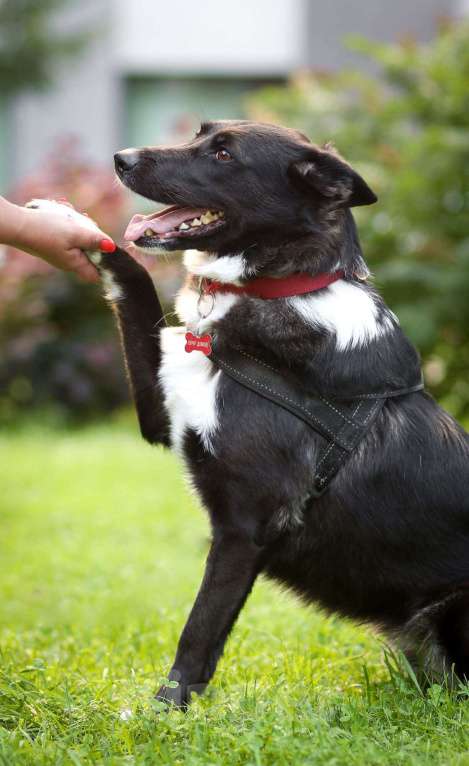 Собаки в Москве: Представляем вашему вниманию очаровательную и задорную Буню Девочка, 1 руб. - фото 7