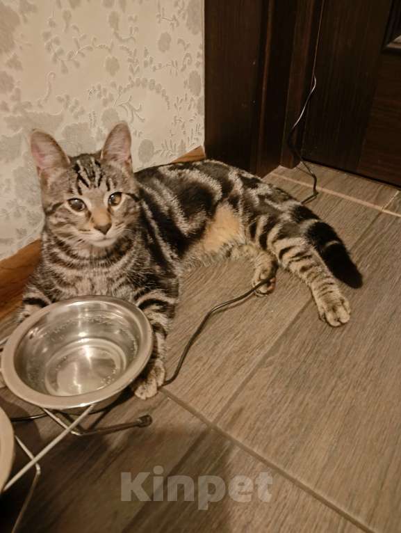 Кошки в Санкт-Петербурге:  Котëнок ищет дом.  Мальчик, Бесплатно - фото 5