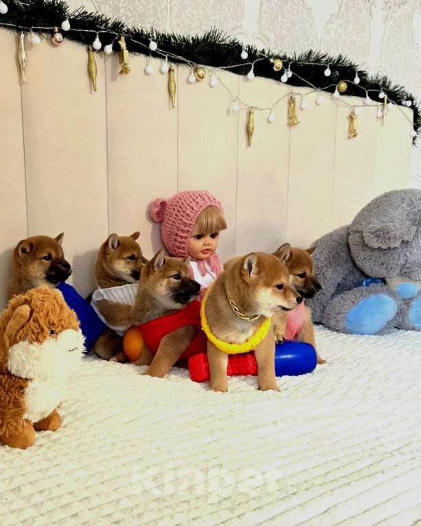 Собаки в Севастополе: Сибаину мальчик Мальчик, 45 000 руб. - фото 6