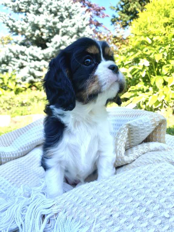 Собаки в Чебоксарах: Кавалер Кинг Чарльз спаниель девочка  Девочка, 80 000 руб. - фото 2