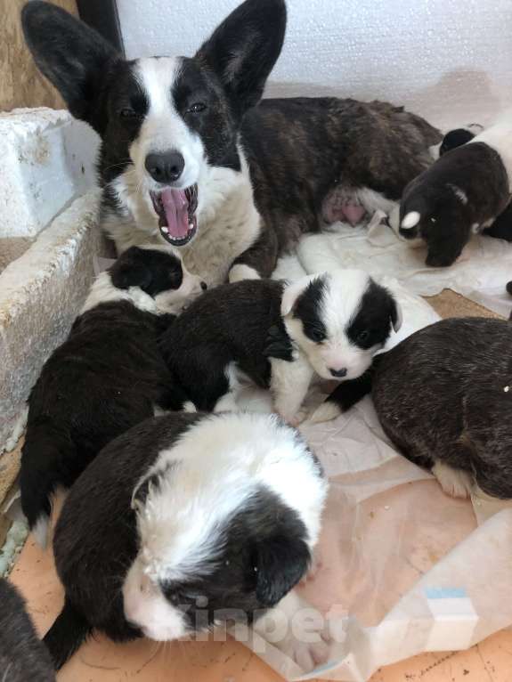 Собаки в Шахте: Продаются шенки вельш корги Кардиган Разнополые, 50 000 руб. - фото 4