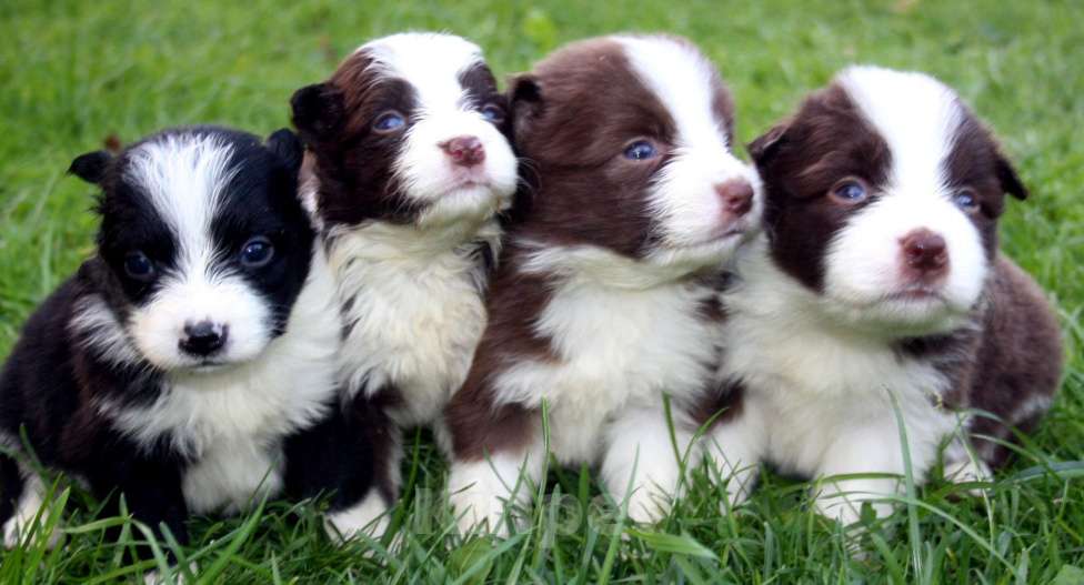 Собаки в Москве: Щенки бордер колли с документами Мальчик, 50 000 руб. - фото 8