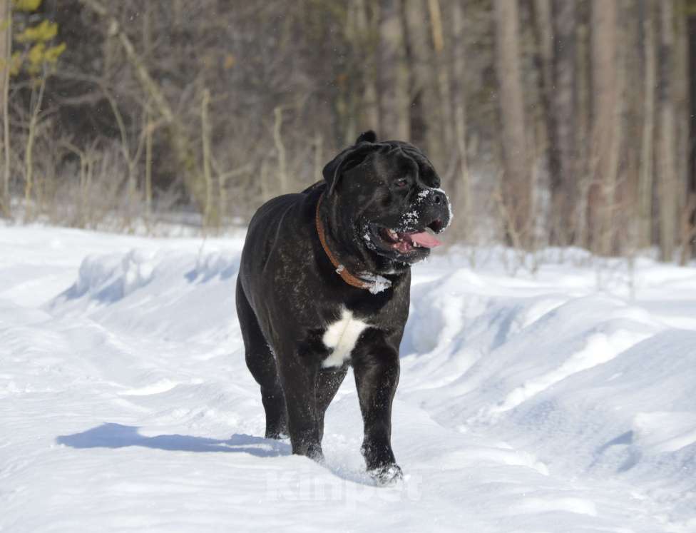 Собаки в Тольятти: Кане корсо Мальчик, Бесплатно - фото 5