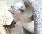 Кошки в Нижнем Новгороде: Рэгдолл Малышки для Вас Девочка, 80 000 руб. - фото 1