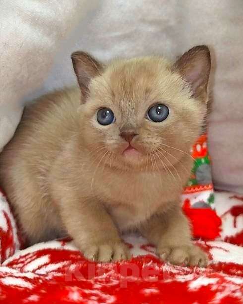 Кошки в Москве: Котики АМЕРИКАНСКОЙ ТРАДИЦИОННОЙ БУРМЫ Мальчик, Бесплатно - фото 4