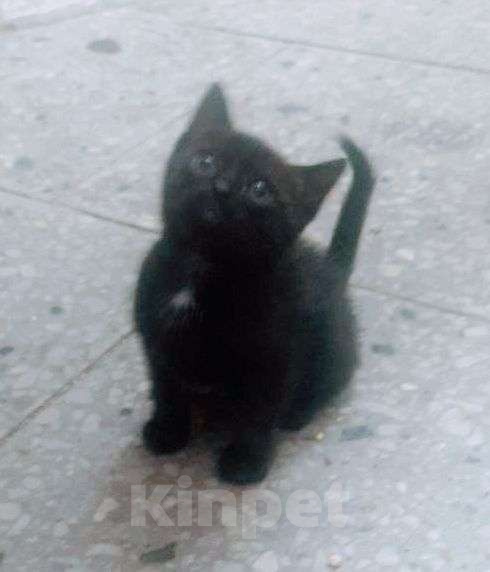 Кошки в Санкт-Петербурге: Настоящая сусуватари Девочка, Бесплатно - фото 2