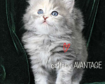 Кошки в Новом Ладоге: Предлагаются клубные сибирские котята мальчик/девочка Девочка, Бесплатно - фото 2