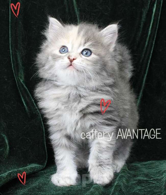 Кошки в Волхове: Сибирские котята клубные с документами и вакцинациями Девочка, Бесплатно - фото 2