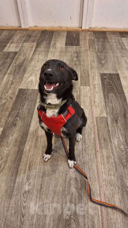 Собаки в Москве: Гайка 2 года Девочка, Бесплатно - фото 2