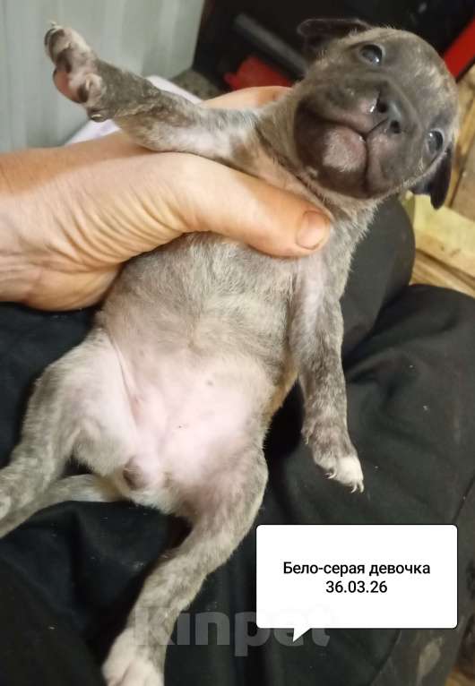 Собаки в других городах Московской области: ААмериканский питбультерьер .Девочка Девочка, 40 000 руб. - фото 1