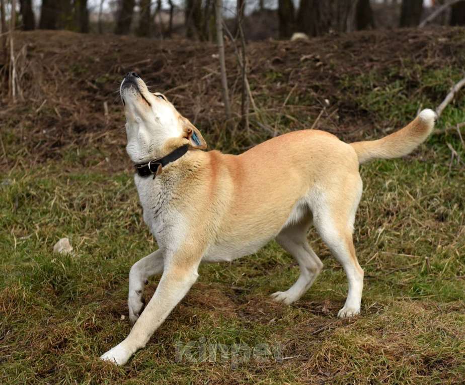 Собаки в Ростове-на-Дону: Пропала собака: метис хаски Девочка, 10 000 руб. - фото 3