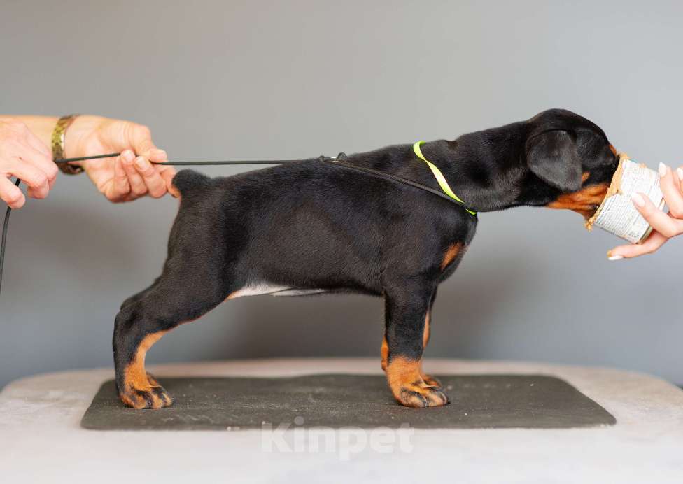 Собаки в Москве: Щенки добермана Девочка, 110 000 руб. - фото 5