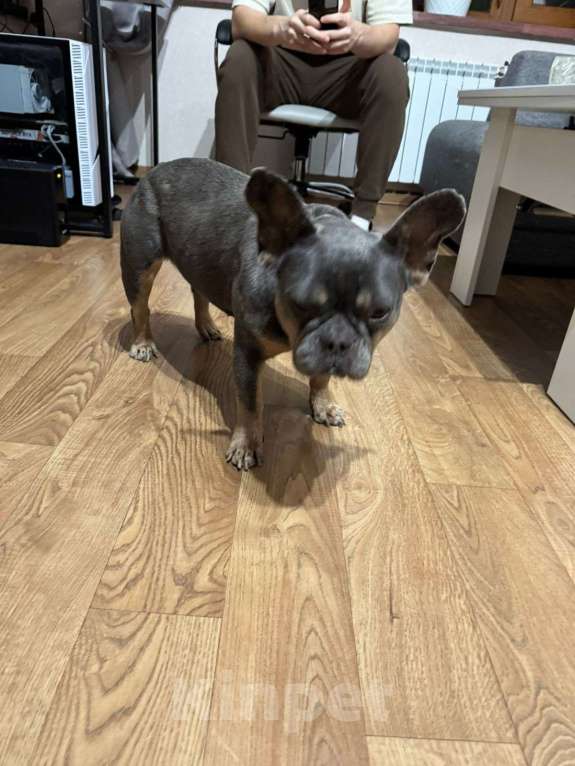 Собаки в Подольске: Ищем хозяина  Девочка, Бесплатно - фото 2