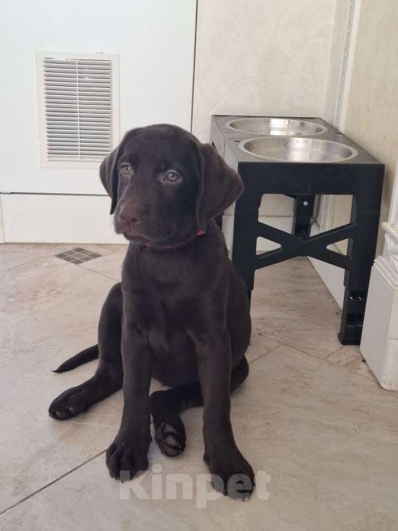 Собаки в Белгороде: Шоколадный лабрадор Мальчик, 35 000 руб. - фото 7