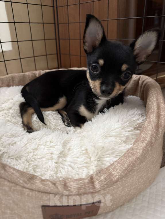 Собаки в Москве: Чихуахуа, щенок Мальчик, 20 000 руб. - фото 2