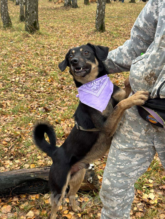 Собаки в Москве: Гарик Мальчик, Бесплатно - фото 8