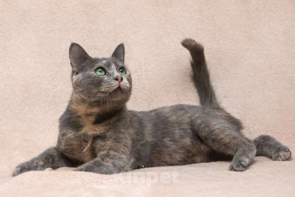 Кошки в Москве: Шанти ищет дом  Девочка, Бесплатно - фото 2