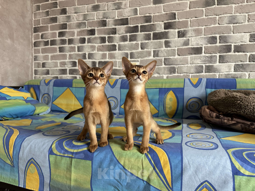 Кошки в Краснодаре: Абиссинские котята Мальчик, 55 000 руб. - фото 2