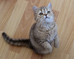 Кошки в Москве: Шотландский котик-сурикатик (скоттиш-страйт) Мальчик, 10 000 руб. - фото 6