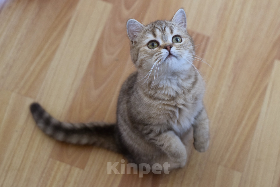 Кошки в Москве: Шотландский котик-сурикатик (скоттиш-страйт) Мальчик, 10 000 руб. - фото 6