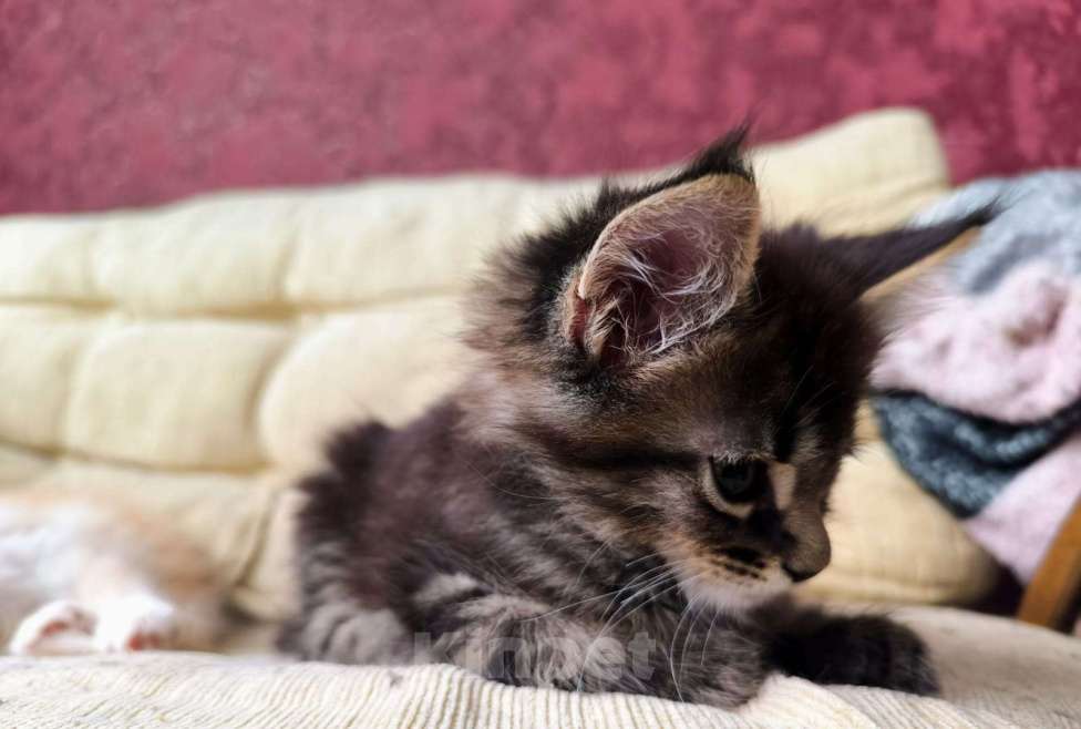 Кошки в других городах Тверской области: Котята Мейкун Мальчик, 17 000 руб. - фото 4