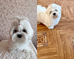 Собаки в Екатеринбурге: Мальтезе . Девочка . Девочка, Бесплатно - фото 4