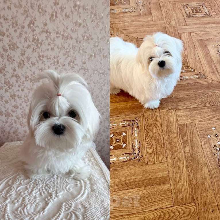 Собаки в Екатеринбурге: Мальтезе . Девочка . Девочка, Бесплатно - фото 4