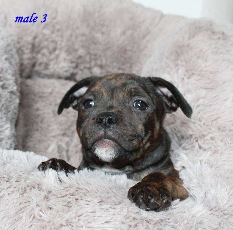 Собаки в Москве: Щенки стаффордширского бультерьера Мальчик, 50 000 руб. - фото 3