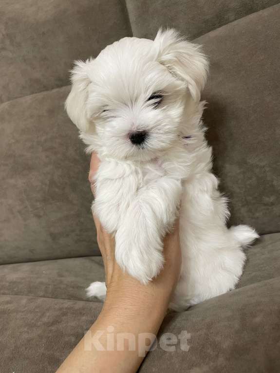 Собаки в Сочи: Очаровательная девочка мальтезе  Девочка, 150 000 руб. - фото 6