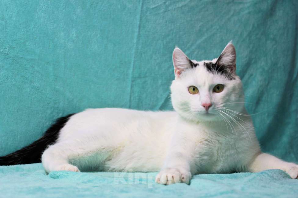 Кошки в Москве: Сирота в поисках семьи Мальчик, Бесплатно - фото 4