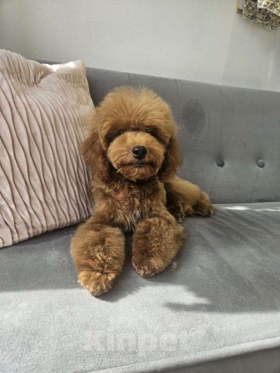 Собаки в других городах Московской области: Мальтипу девочка Девочка, 70 000 руб. - фото 3